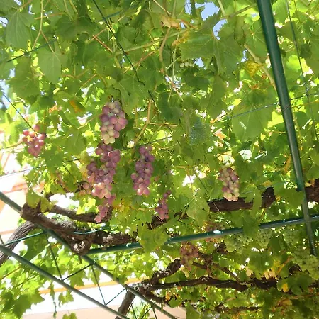 Sandra Πανσιόν